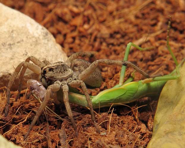 How do wolf spiders mate