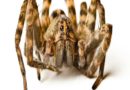 Amazing Facts on Wolf Spiders Which You Have Never Heard Of