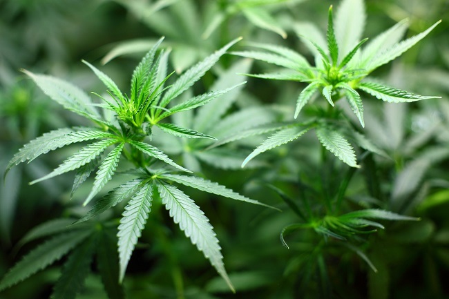legal implications of buying marijuana in Canada