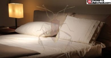 How To Get Rid of Bedbugs