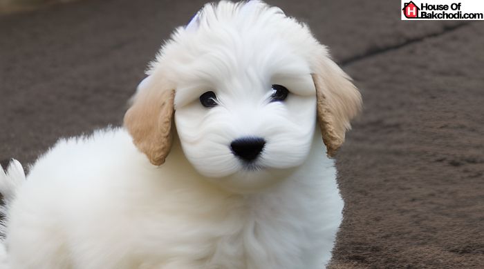 How to Breed F1BB Mini Goldendoodle